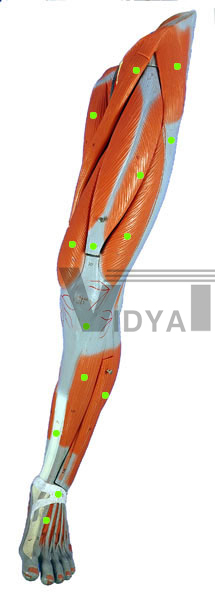 Leg Muscles: Anterior View